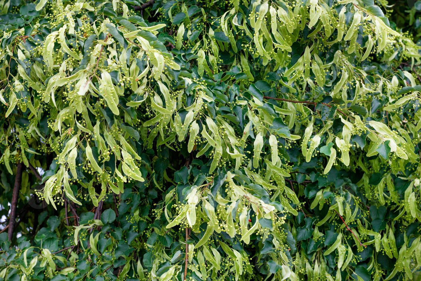 fleurs fraîches et feuilles de tilleul un jour d'été comme arrière-plan et texture. photo