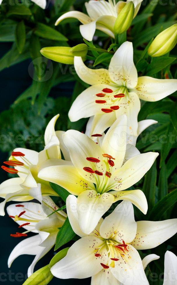 fleurs de lys blancs sur fond vert foncé avec un léger flou. photo