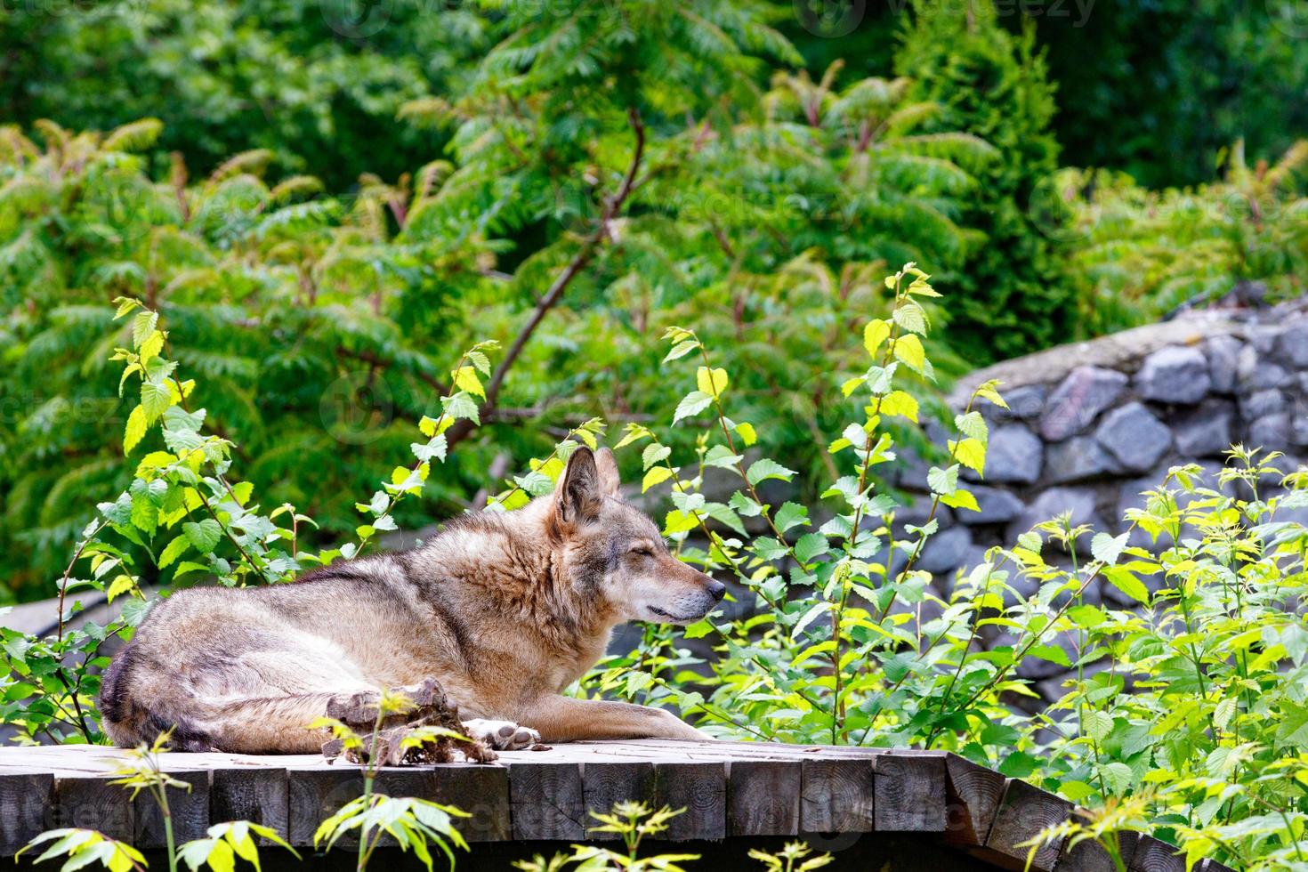 le loup est allongé sur une plate-forme en bois, se reposant après le dîner, sur un fond de feuillage vert flou et un mur de pierre. photo