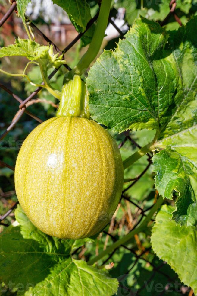 un jeune fruit de citrouille pousse sur une clôture à mailles losangées au soleil. photo