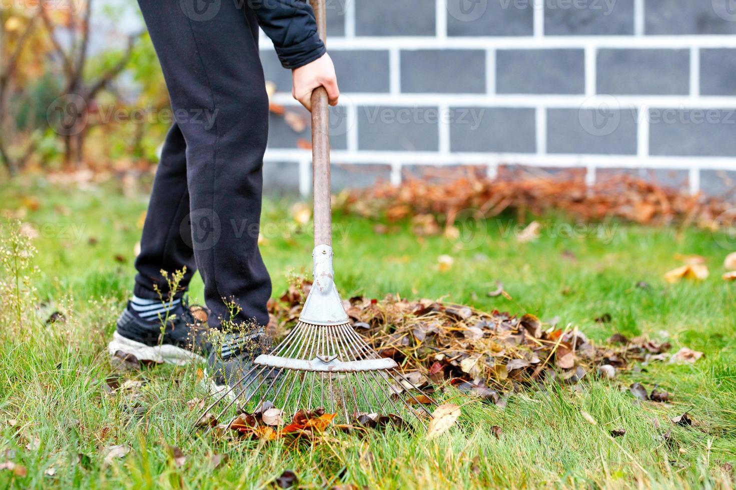 un jeune jardinier entretient une pelouse verte en ratissant les feuilles tombées dans un jardin d'automne. photo