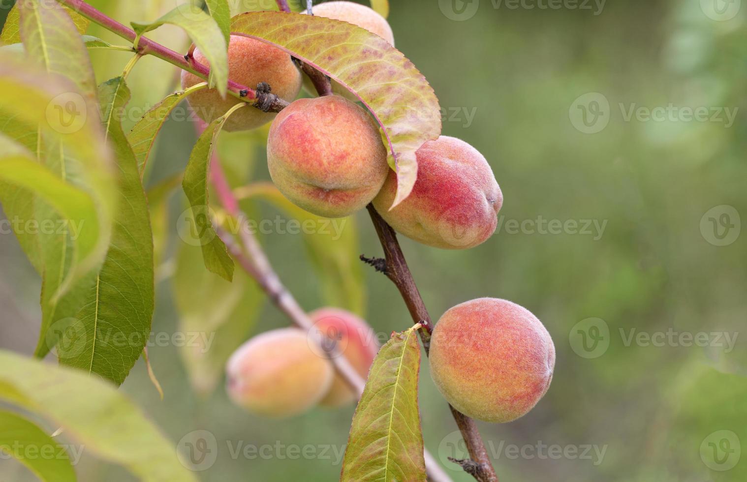 les pêches douces mûres poussent sur une branche d'arbre photo