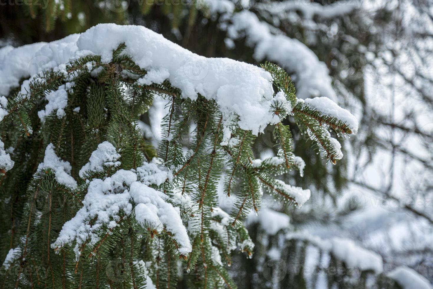 gros plan de branches de pin d'hiver recouvertes de neige. branche d'arbre gelée dans la forêt d'hiver. photo