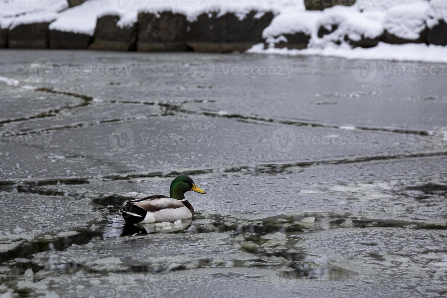 Canard colvert mâle jouant, flottant et criant sur l'étang du parc de la ville gelé par la glace d'hiver. photo