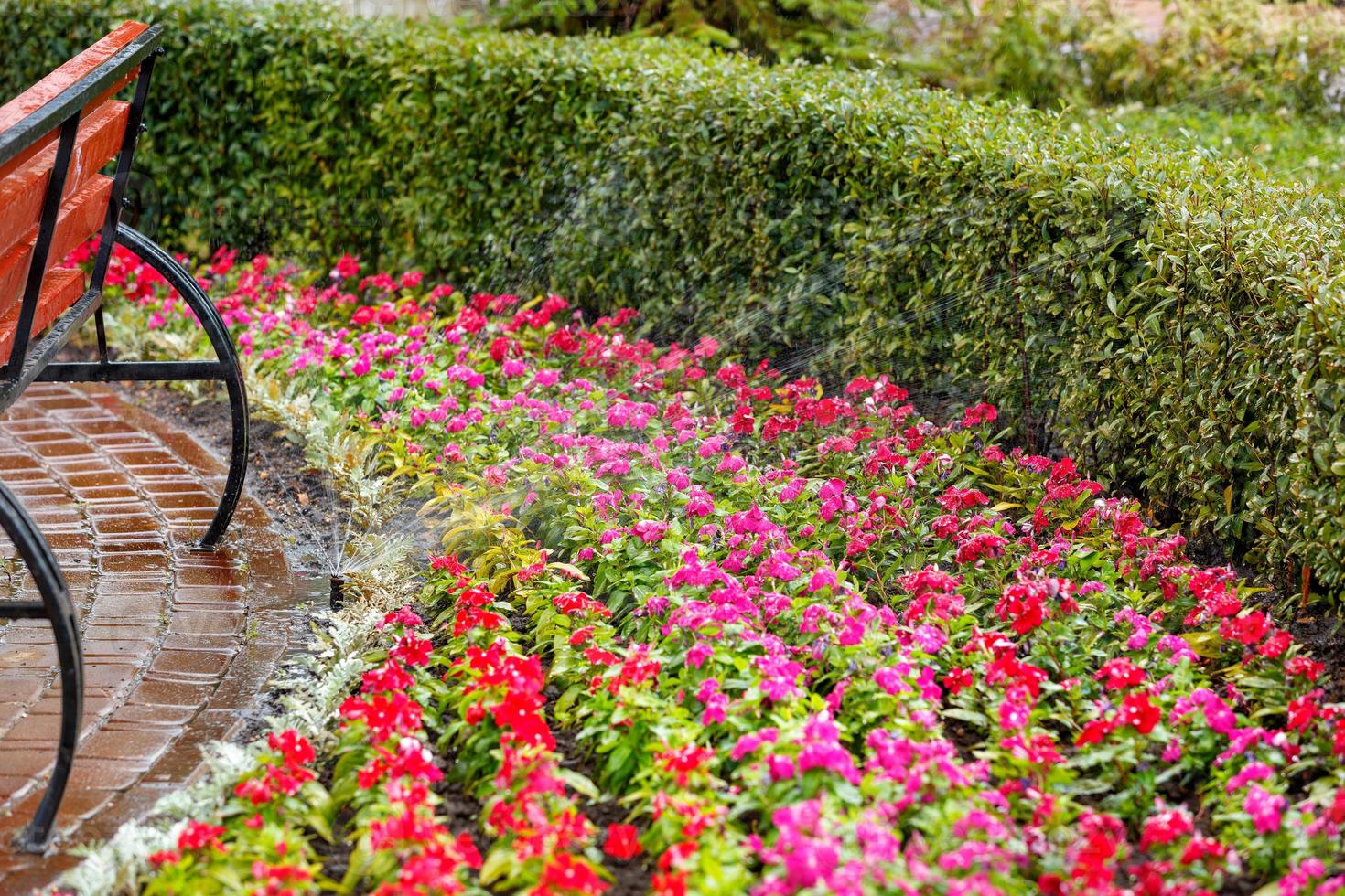 un système d'irrigation automatique irrigue un beau jardin fleuri lumineux derrière un banc en bois dans la chaleur estivale. photo