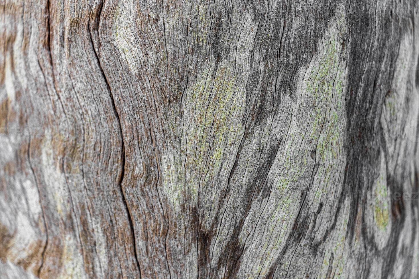 merveilleuse texture d'arbre vert-orange du cap, afrique du sud. photo