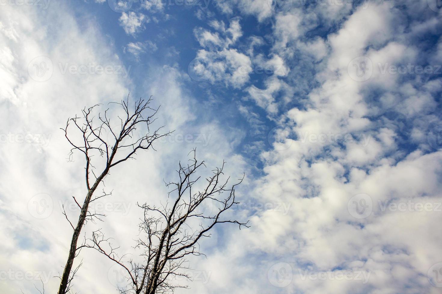 vue au sol d'un arbre sans feuilles contre le ciel. photo