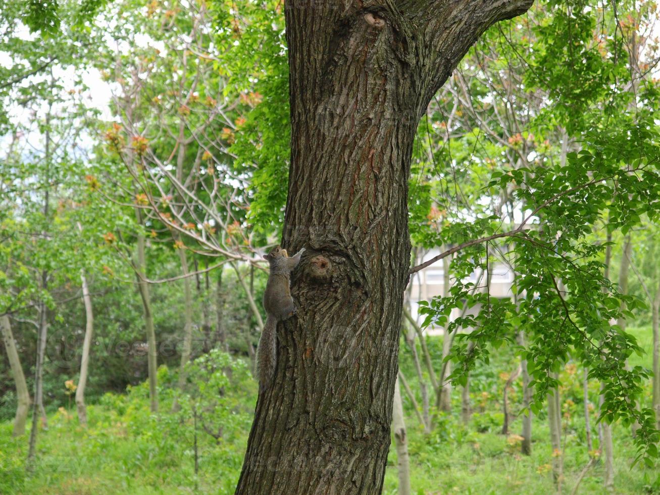 écureuil sur un arbre photo