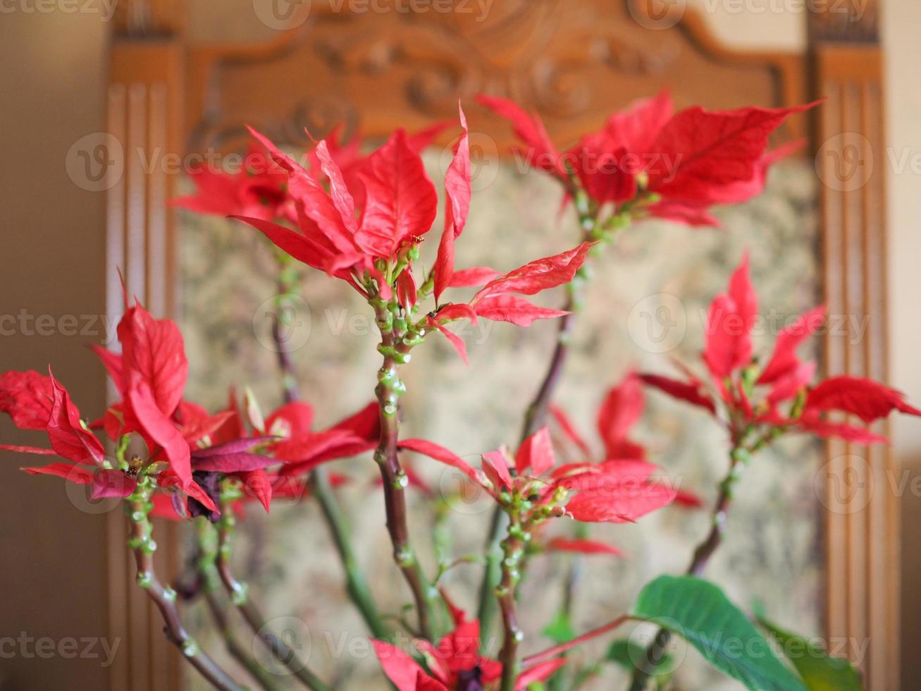 étoile de noël poinsettia photo