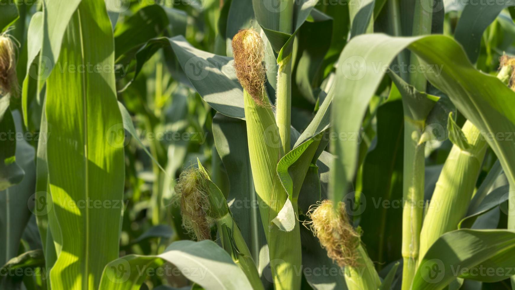 épi de maïs dans une plantation de maïs. l'accent est mis sur l'épi de maïs. champ de maïs jeune et vert pendant l'été. concept d'agriculture, de production, de maïs et d'agriculture. photo