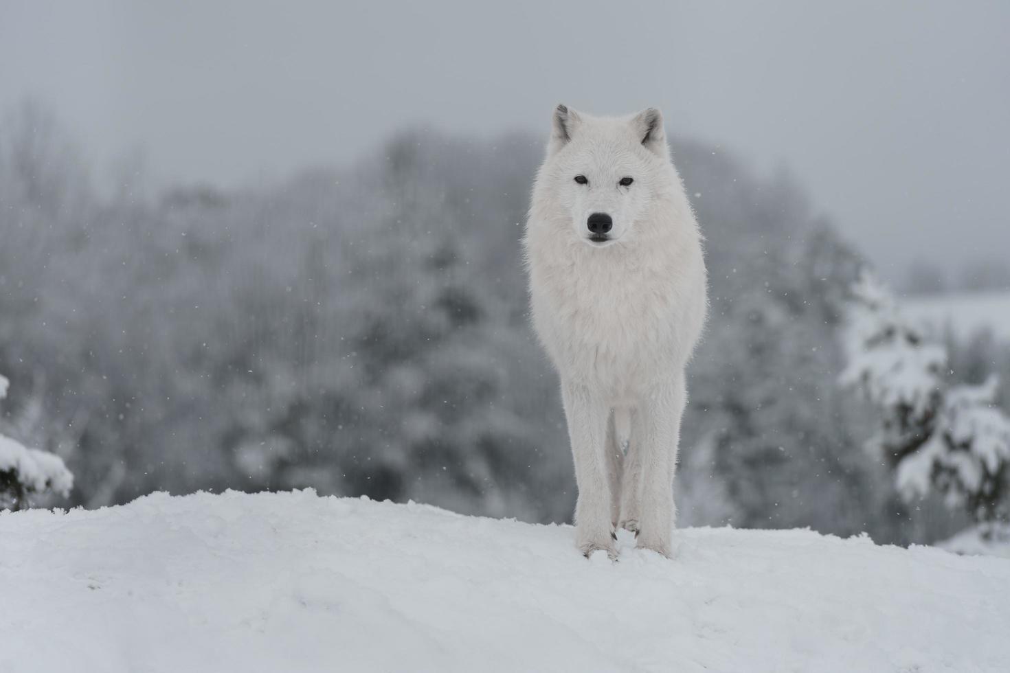 loup arctique en hiver photo