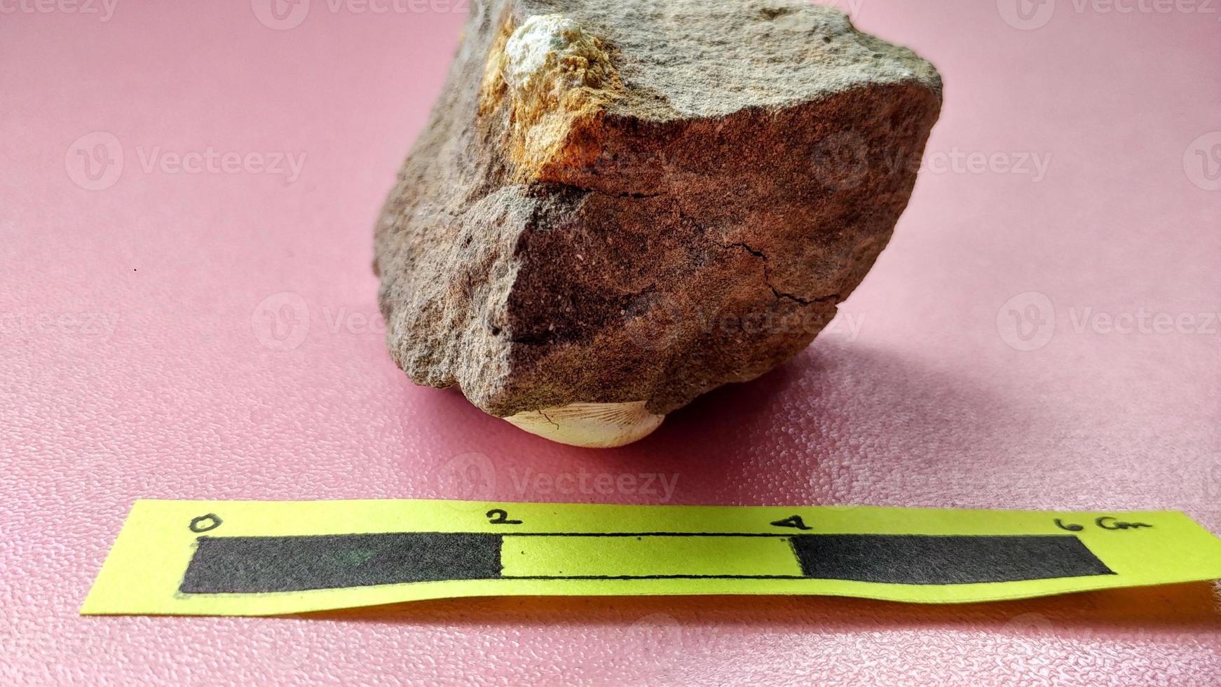 Le calcaire à nummulite est une roche sédimentaire déposée dans les mers peu profondes, il y a des millions d'années. ces nummulites sont le royaume rhizaria et sont inclus dans le phylum foraminifera. java central photo