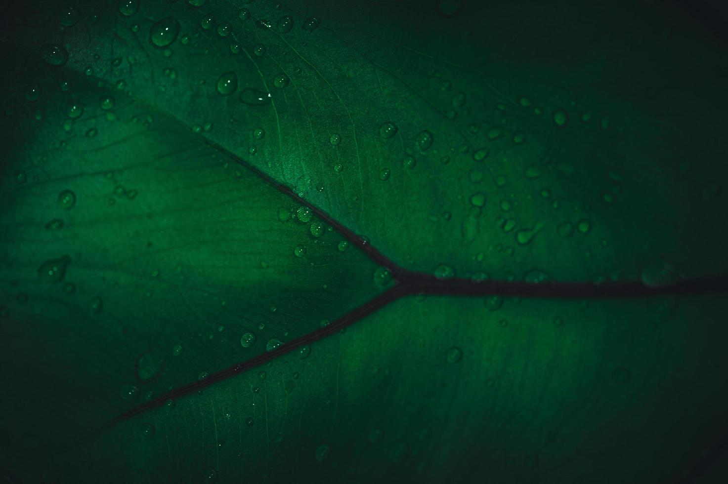 les gouttelettes d'eau macro sur les feuilles aiment l'environnement photo
