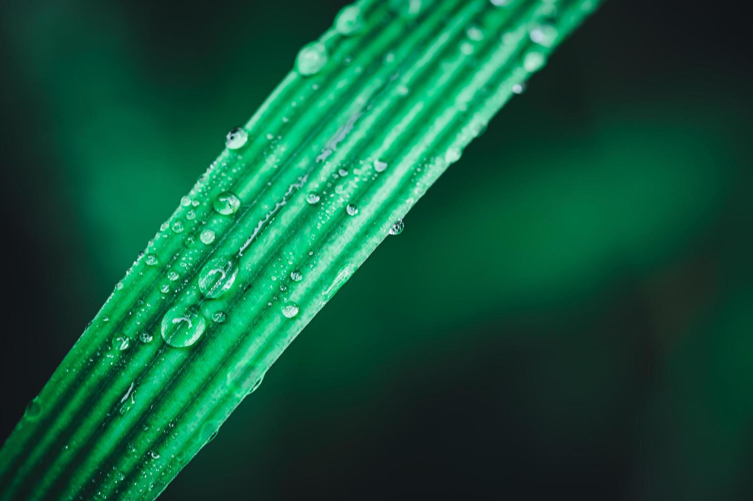 les gouttelettes d'eau macro sur les feuilles aiment l'environnement photo