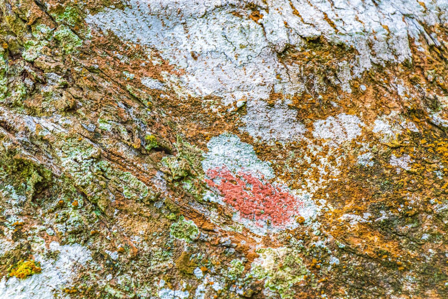 texture d'écorce d'arbre tropical avec mousse turquoise et lichen brésil. photo