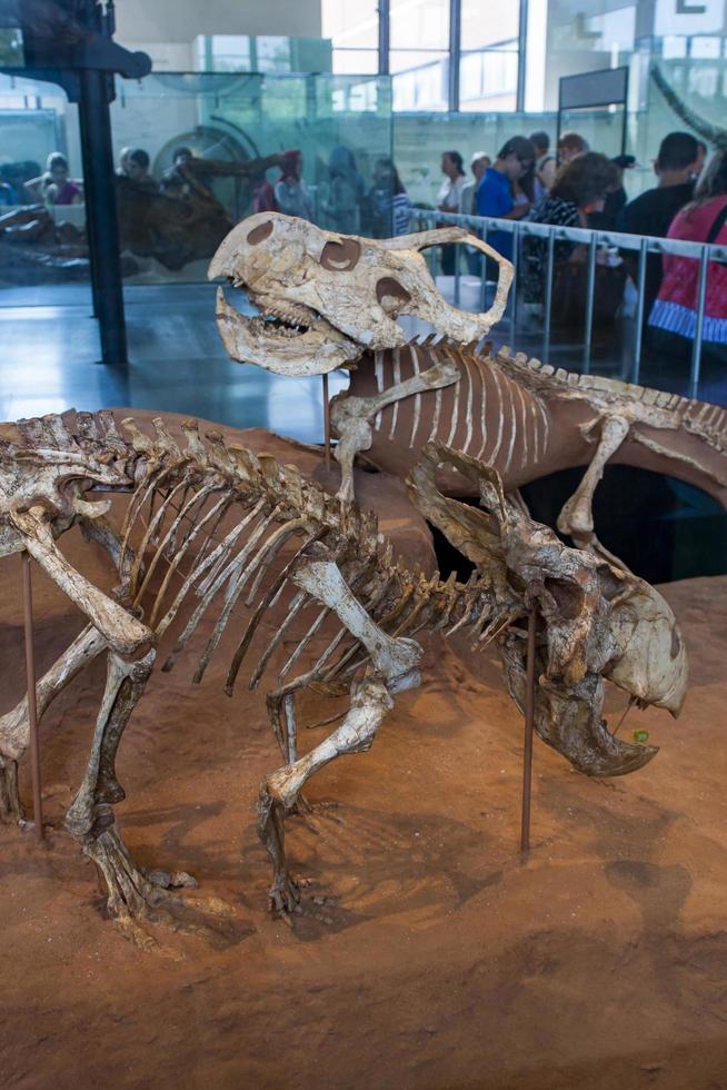 New York, Etats-Unis 2016 - dinosaures, musée américain d'histoire naturelle photo