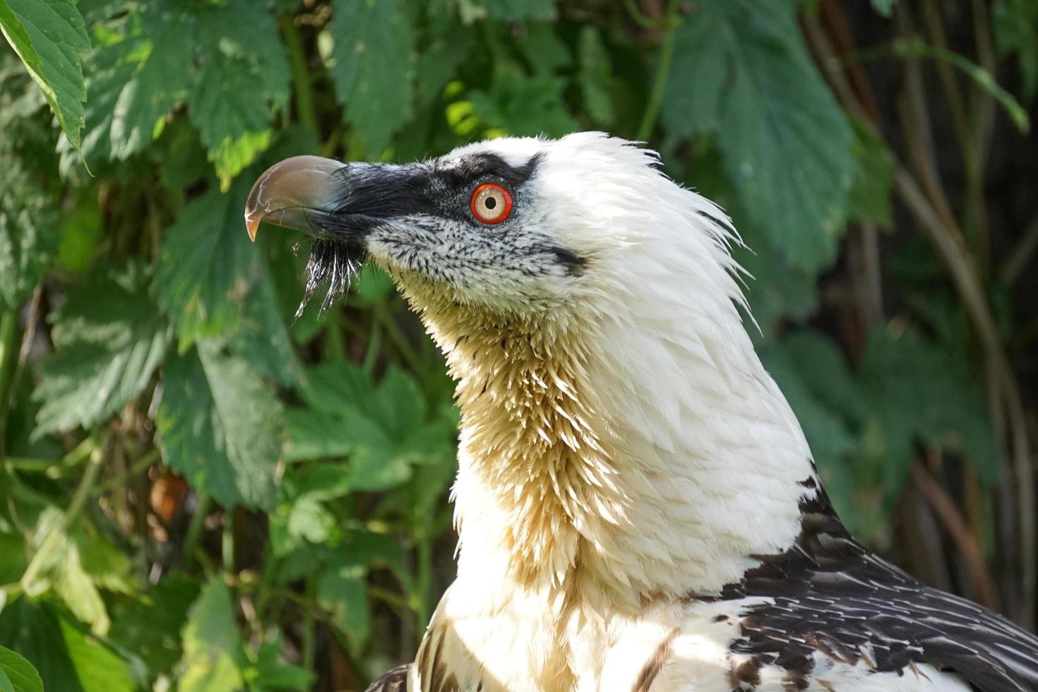 Portrait d'un grand oiseau de proie sur fond vert photo