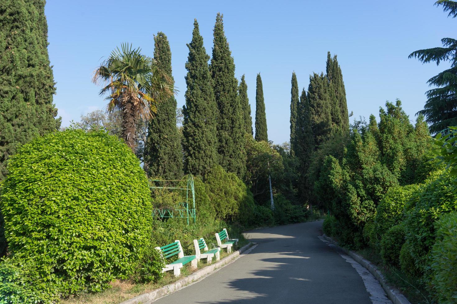 le chemin parmi les arbres verts au parc de livadia en crimée photo