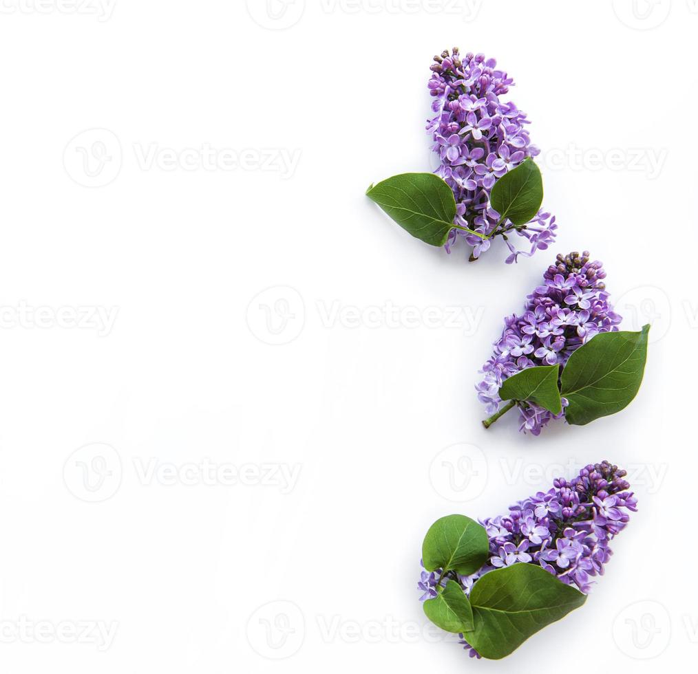 fleurs lilas sur fond blanc photo