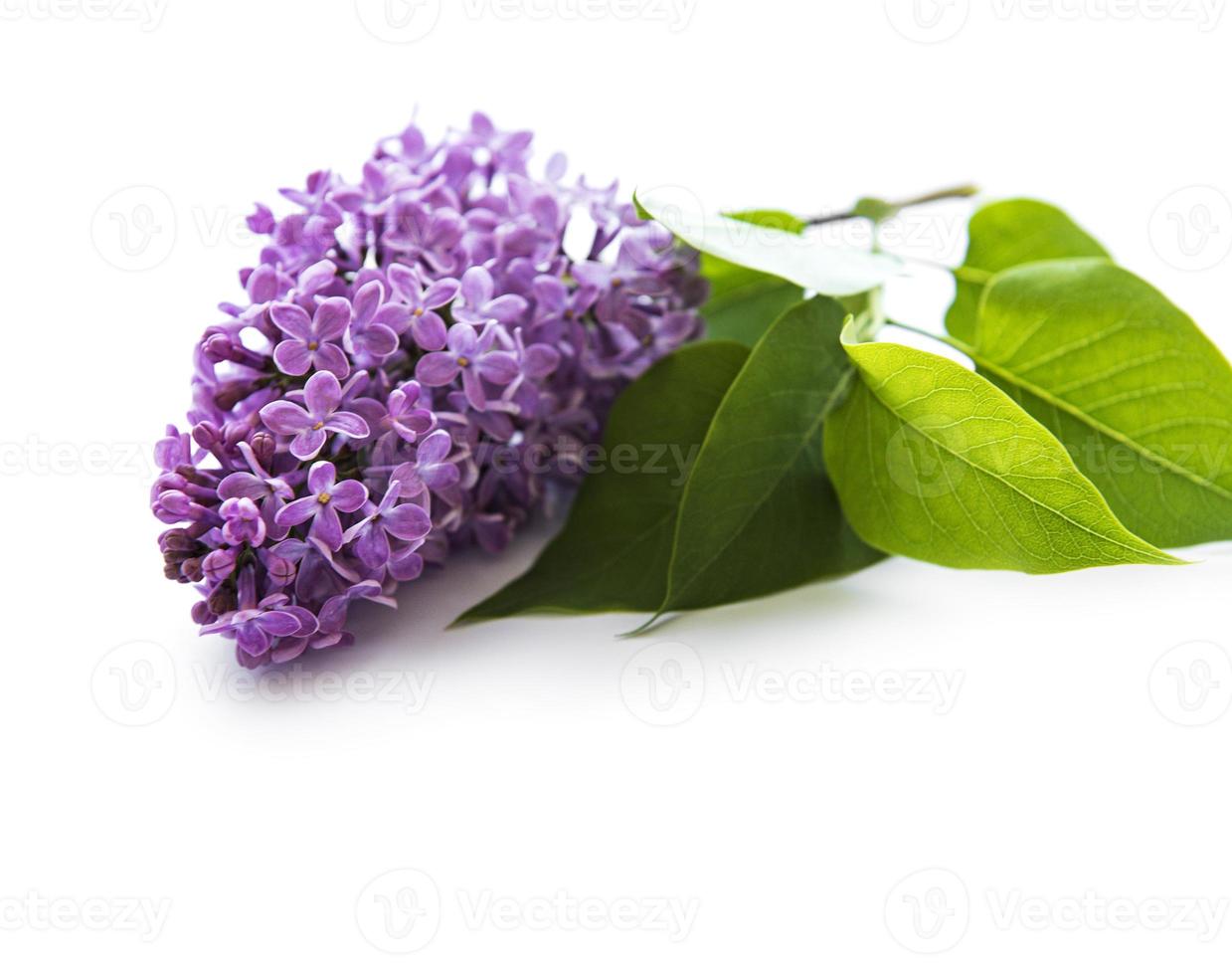 fleurs lilas sur fond blanc photo