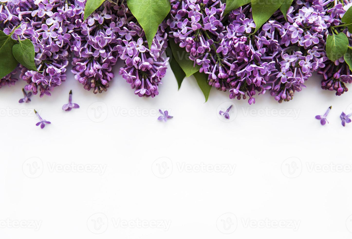 lilas dans un style plat sur fond blanc. beau printemps. vue de dessus. mise à plat, haut. l'été. style de printemps naturel. photo