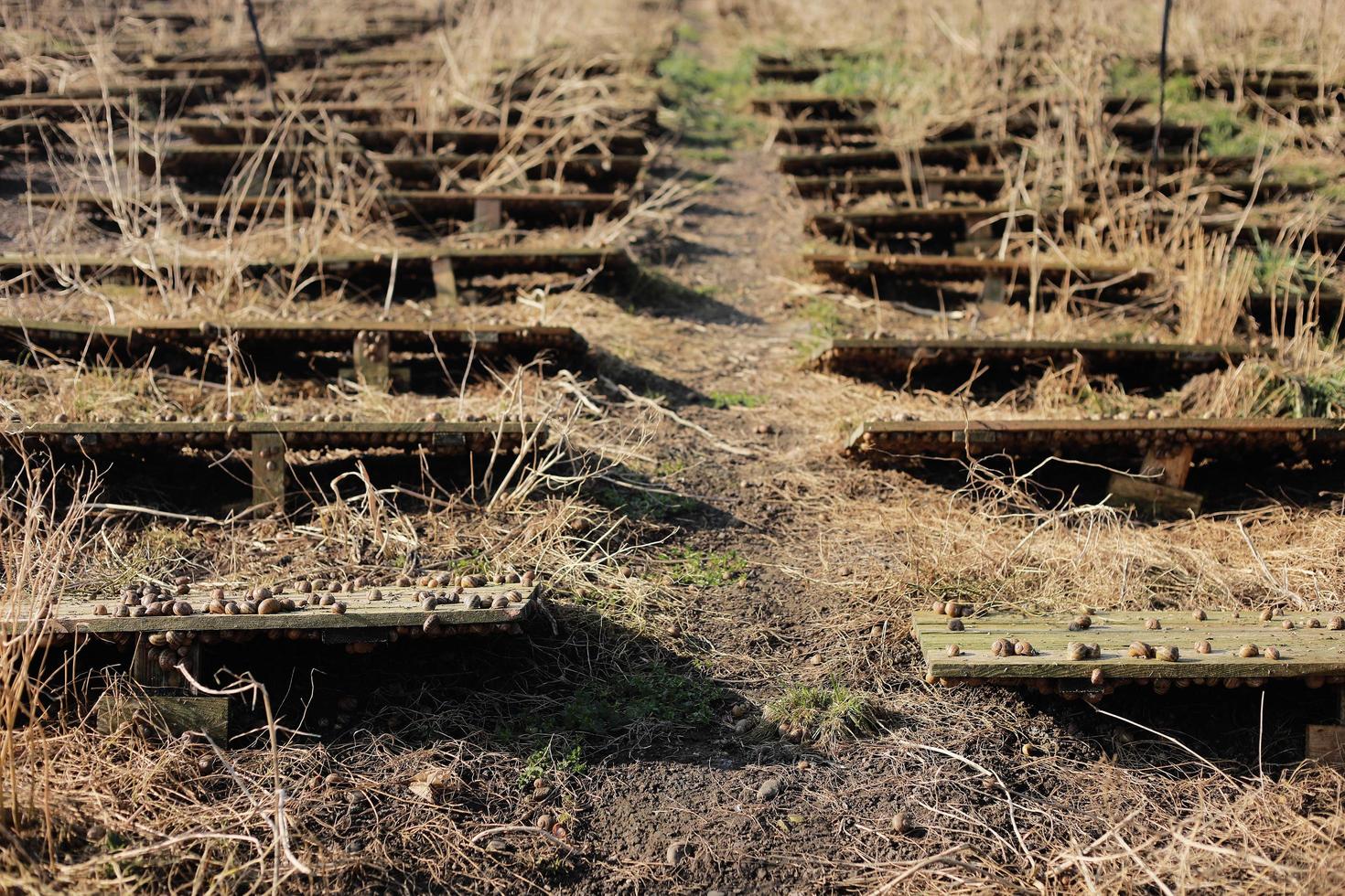 agriculture biologique, escargots comestibles sur planches de bois.ferme aux escargots photo