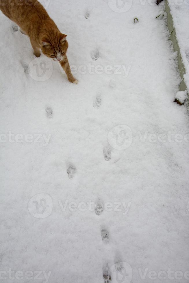 empreintes de chat dans la neige. un chat roux marche dans la neige. photo