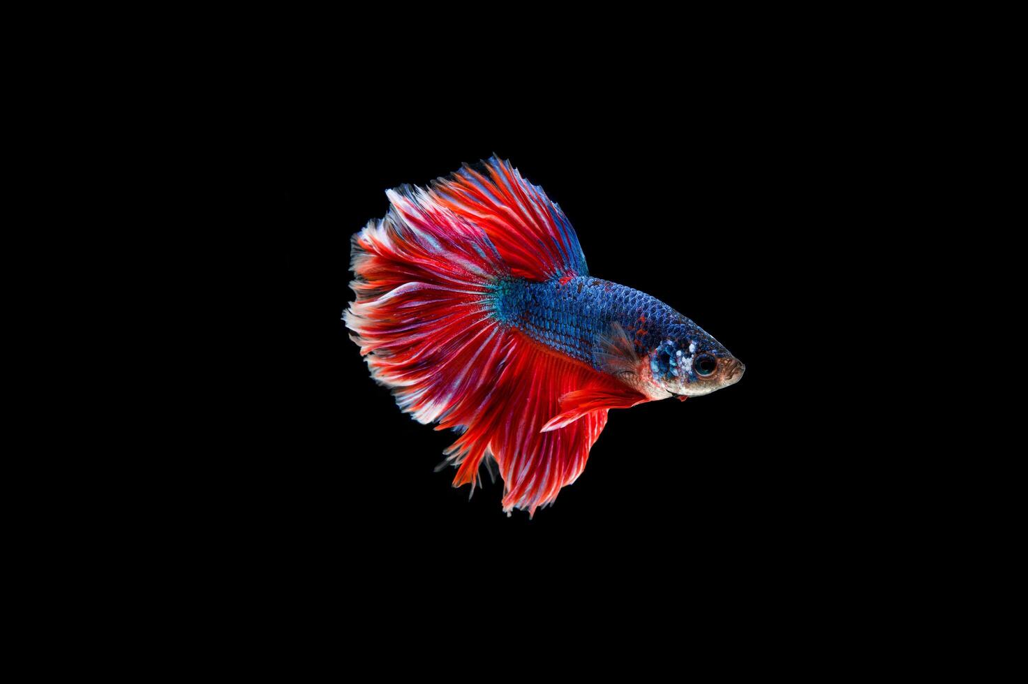 beau poisson betta siamois coloré photo