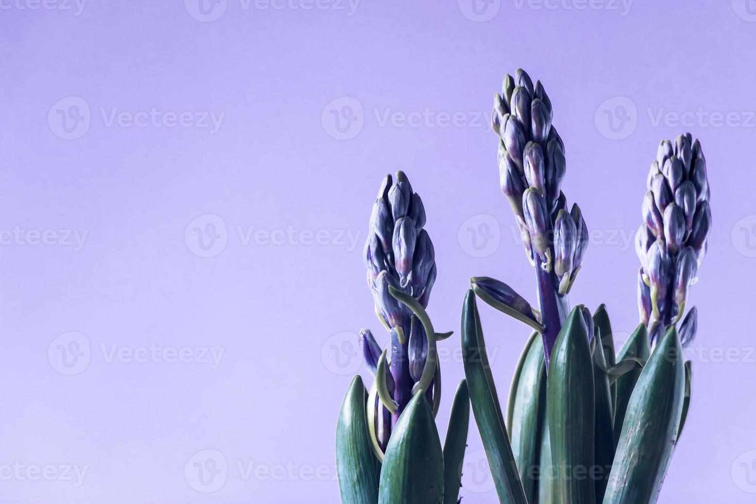 bourgeons de jacinthe sur fond violet. couleur tendance de l'année 2022 photo