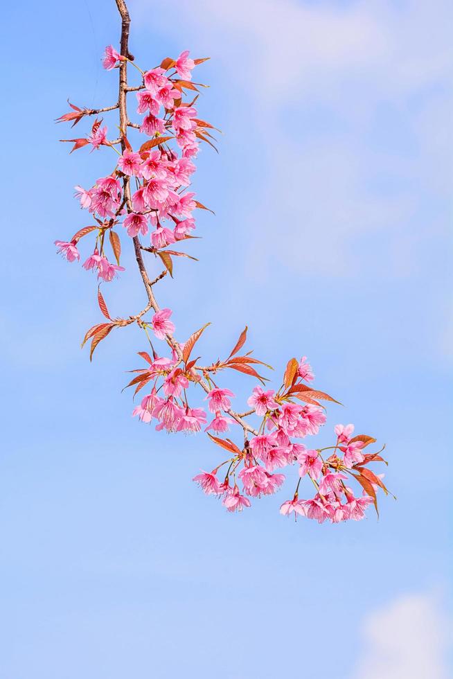 fleur de cerisier sauvage de l'Himalaya. photo