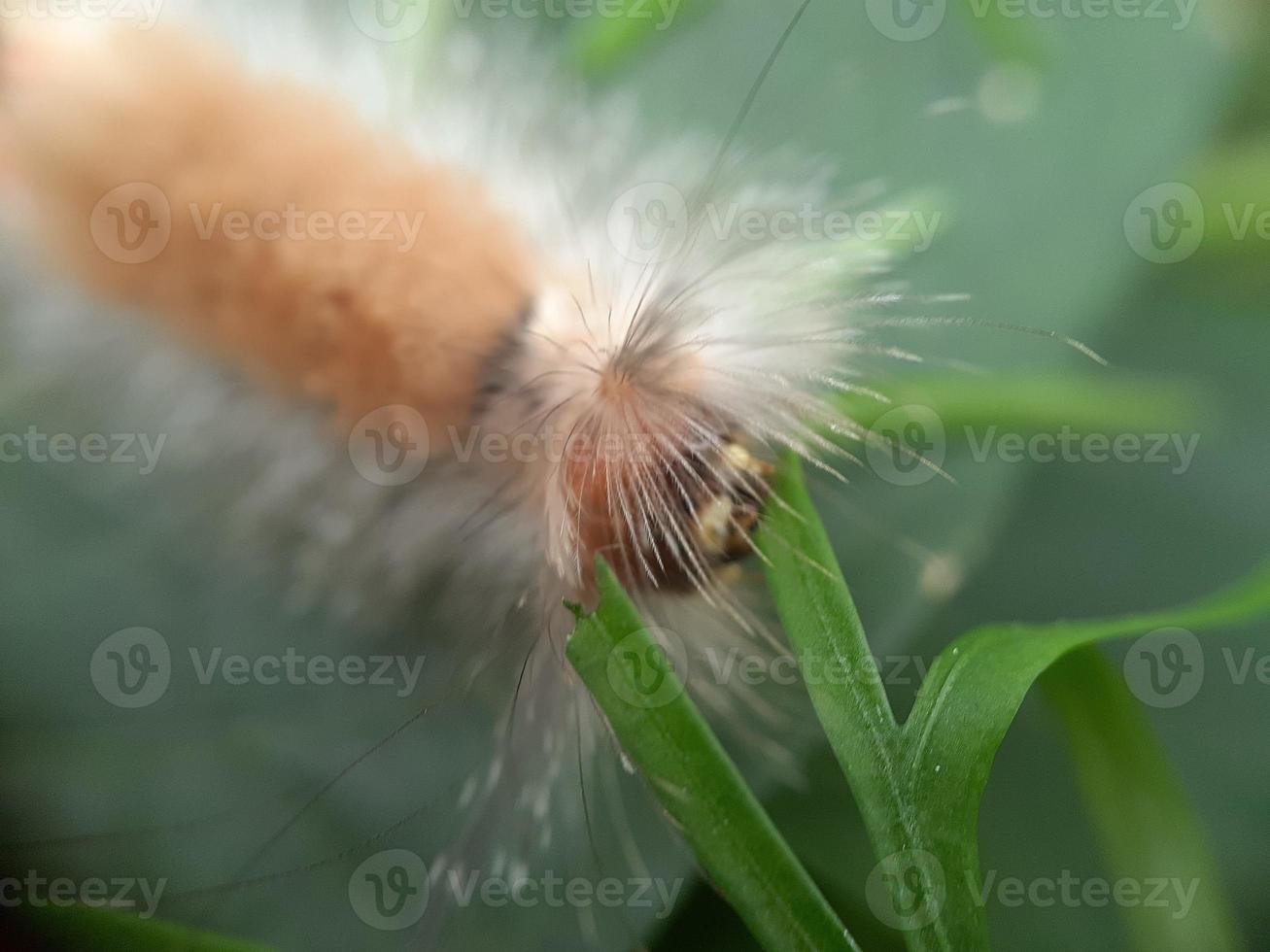 chenille brune mangeant une feuille verte photo