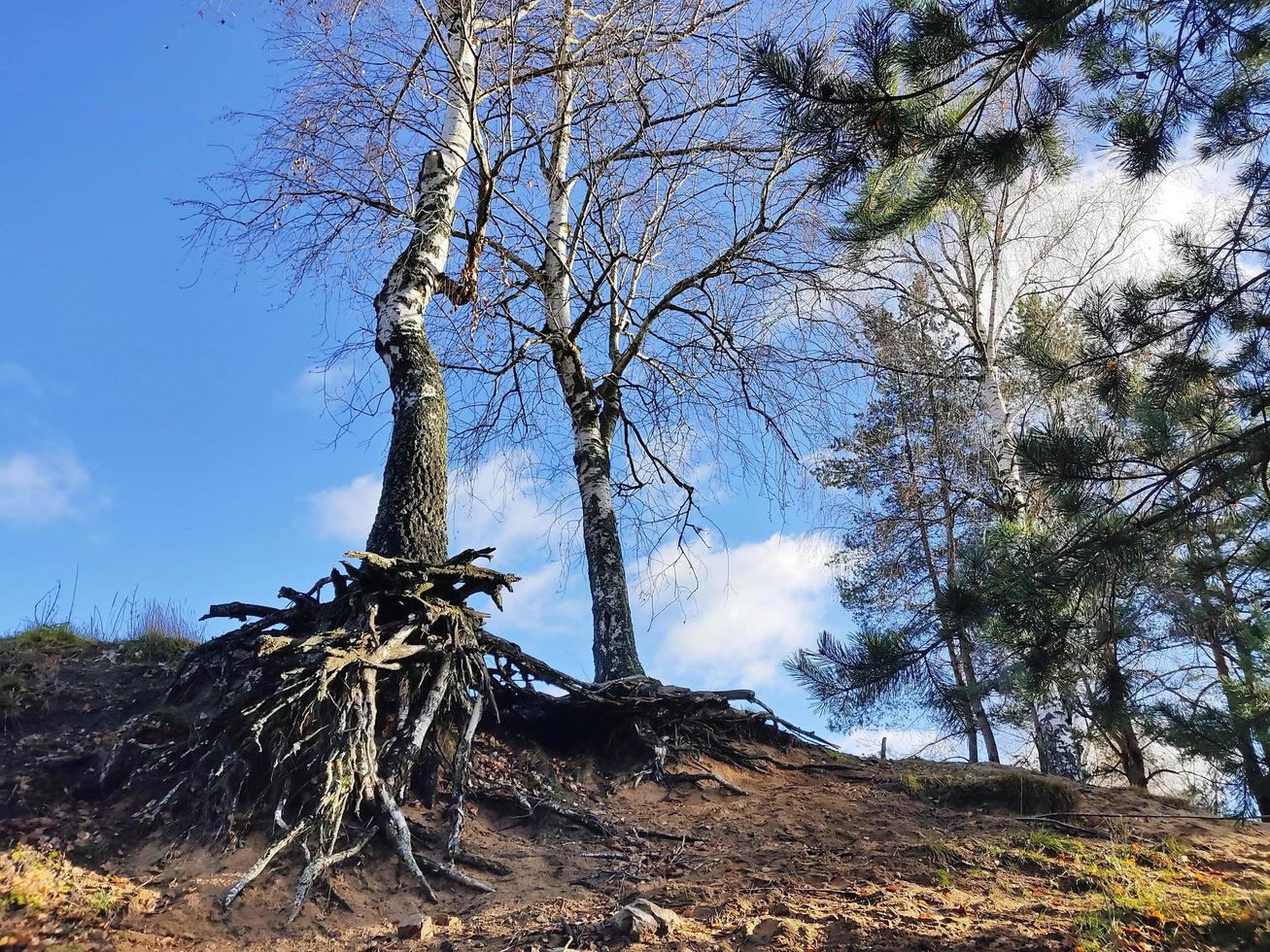 bouleaux élancés aux racines nues sur le sol en terre. photo