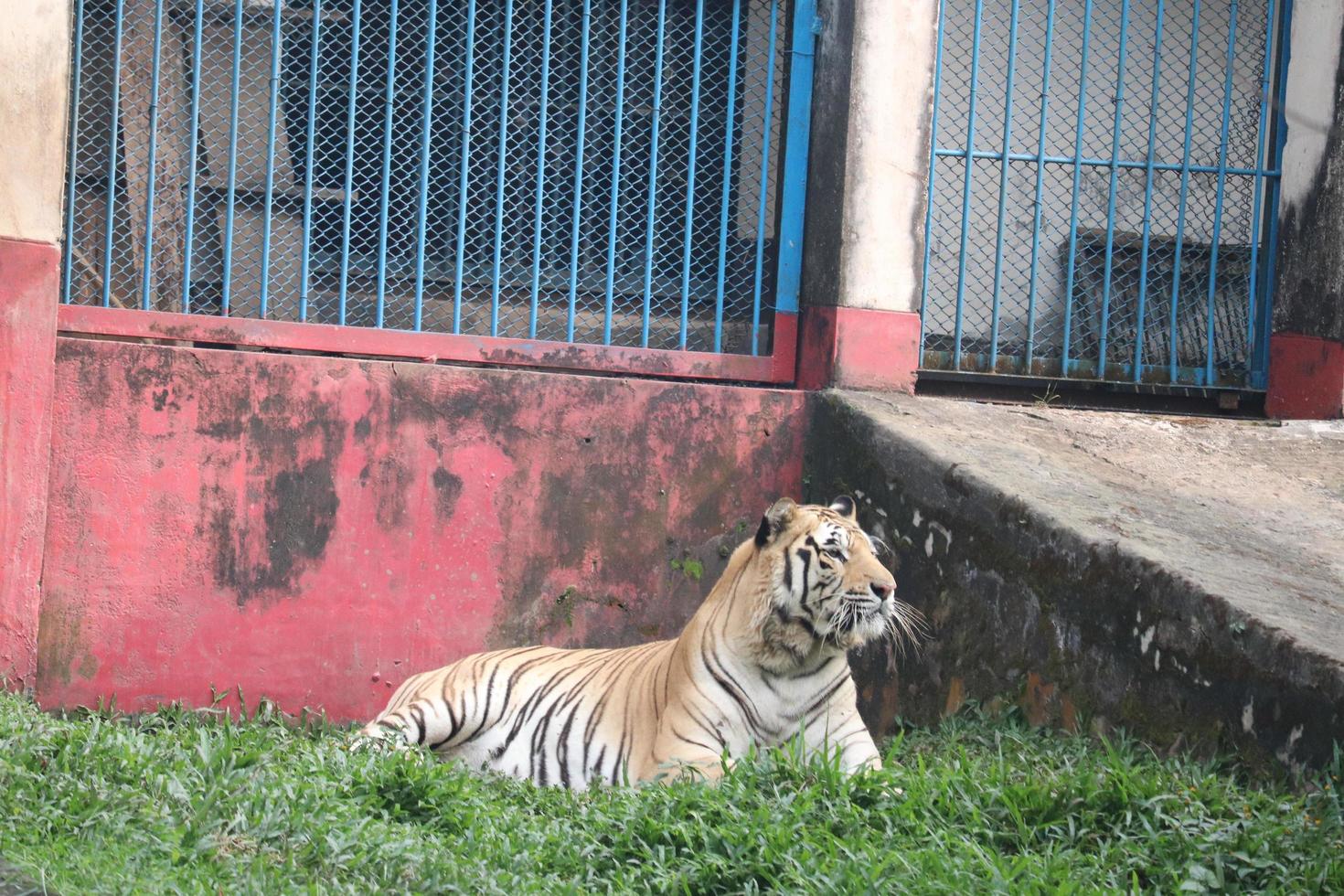 tigre royal du bengale dans le zoo photo