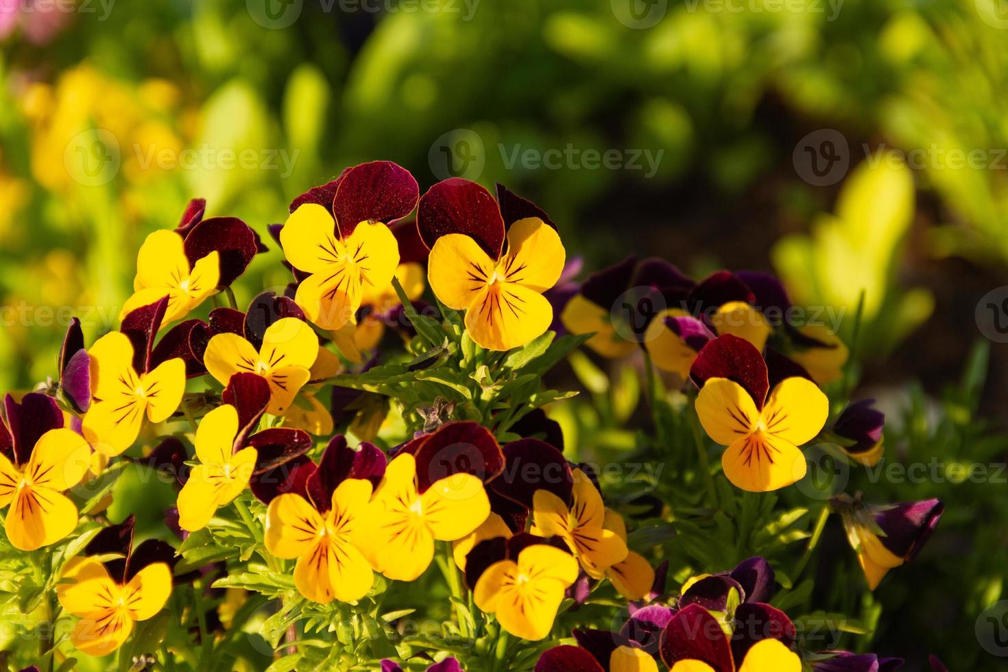 fleurs de pensée violettes et jaunes photo