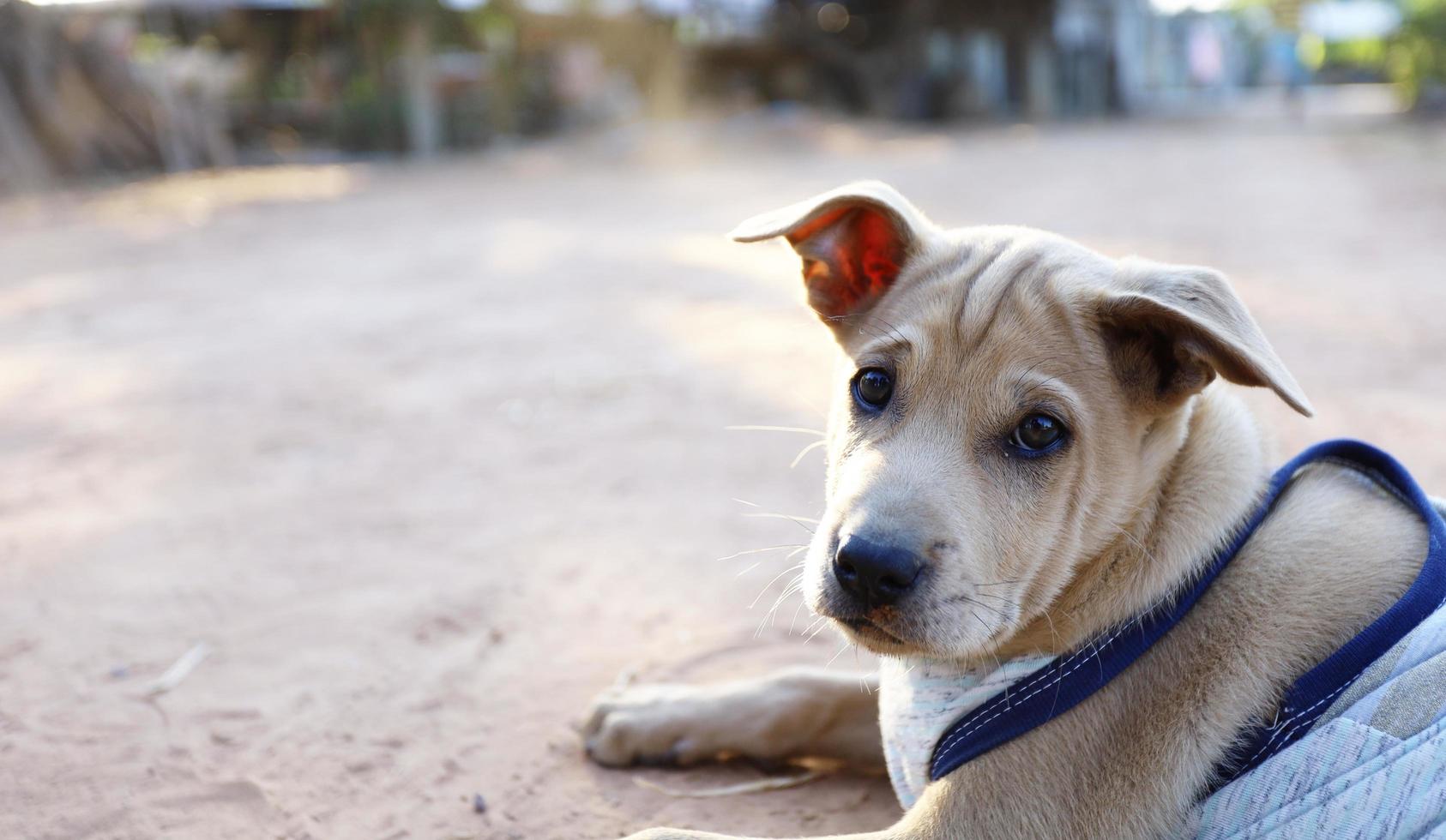 un petit chien thaïlandais attend que le propriétaire rentre à la maison photo