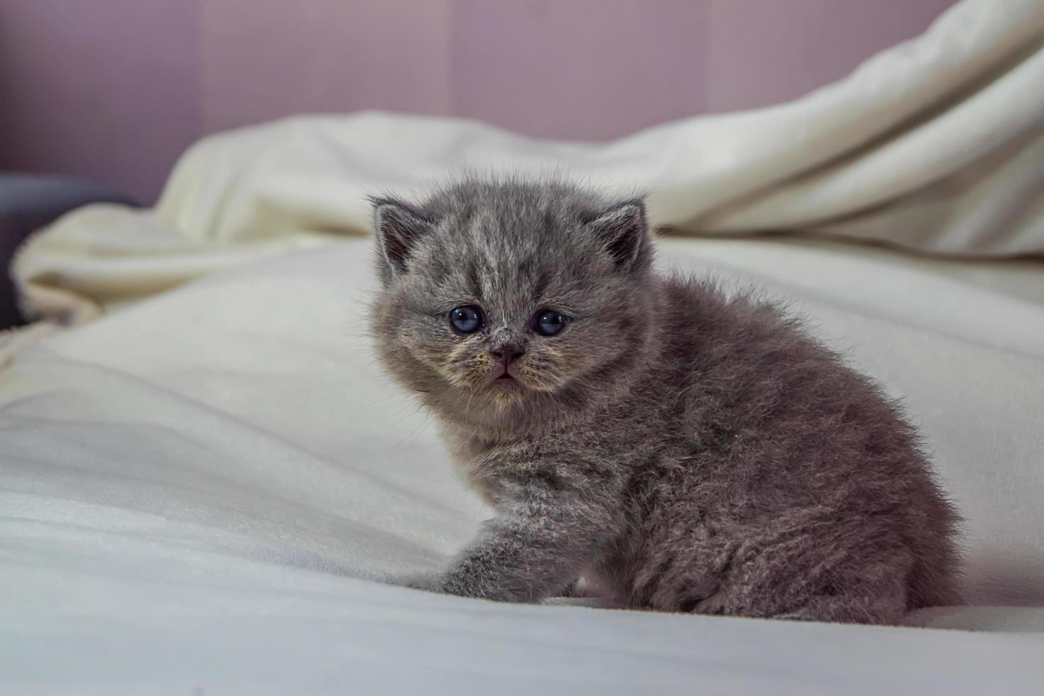 petit chaton joue sur une couverture blanche photo