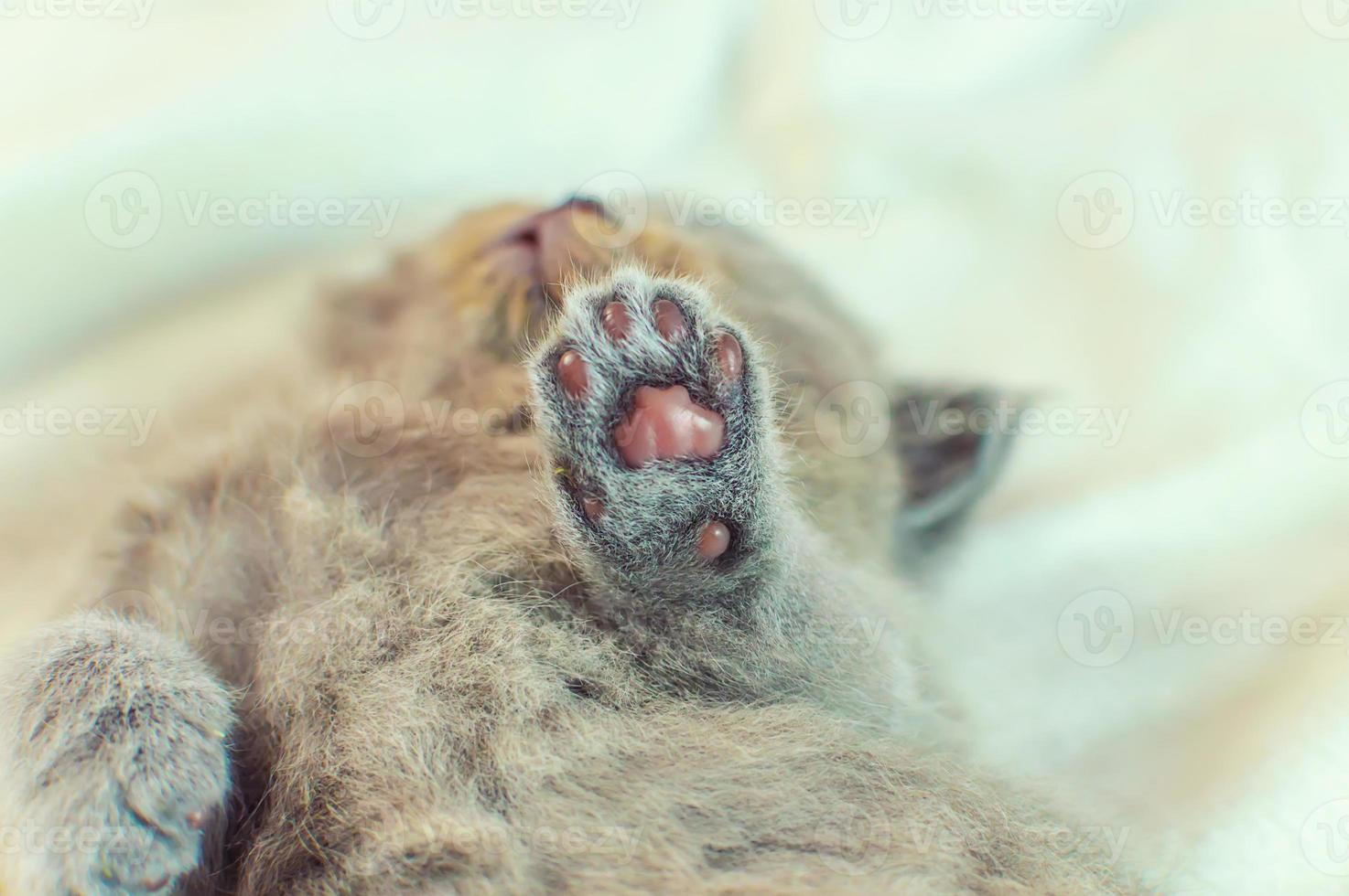 petit chaton dort sur une couverture blanche photo