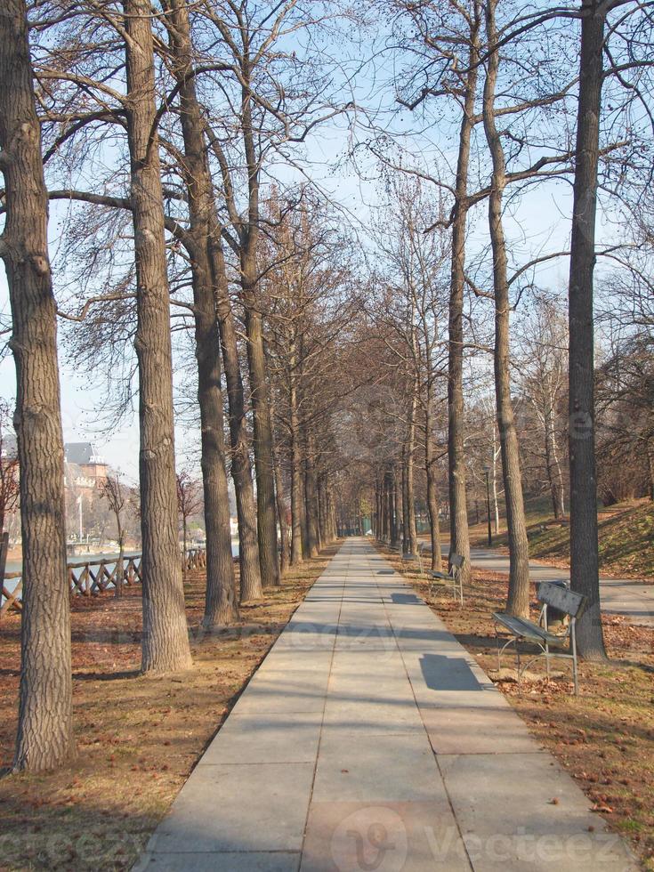 chemin parmi les arbres photo