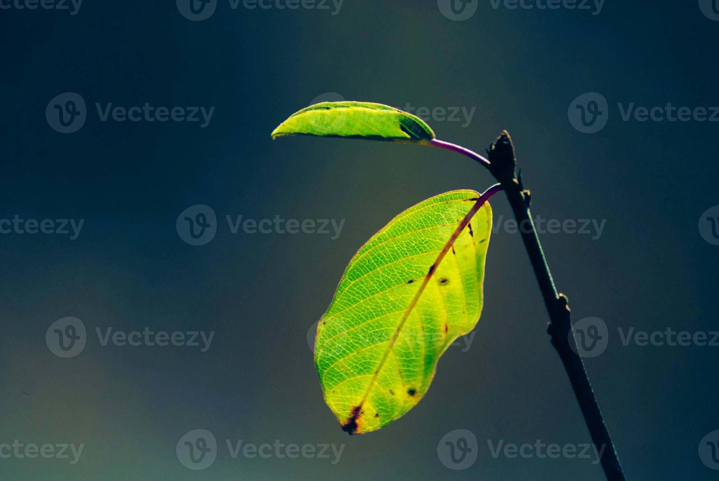 les mains des jardiniers de fleurs et de plantes vertes plantant des fleurs et des plantes sont sur l'herbe près d'un bois non peint photo