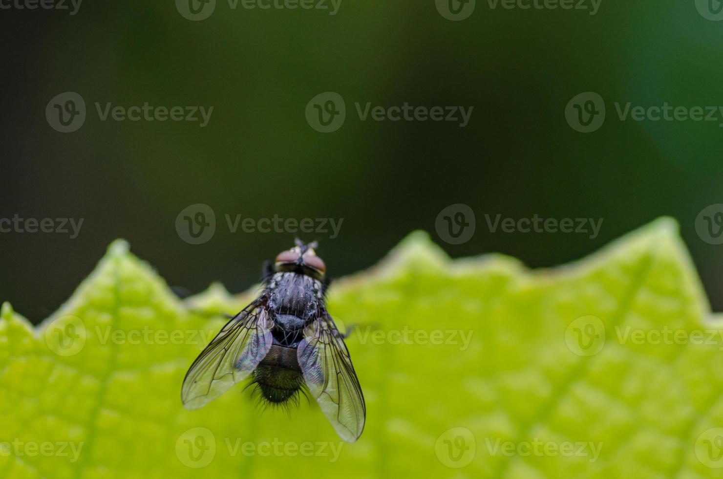 voler sur une feuille verte photo