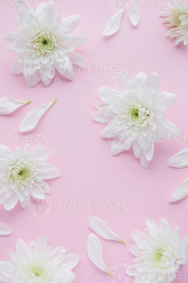 chrysanthèmes blancs sur fond rose photo