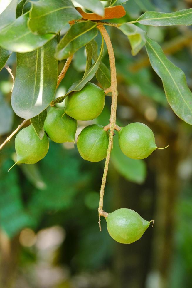 arbre de noix de macadamia - macadamia cru vert frais accrocher sur la branche d'arbre et la feuille verte dans le fruit du jardin photo