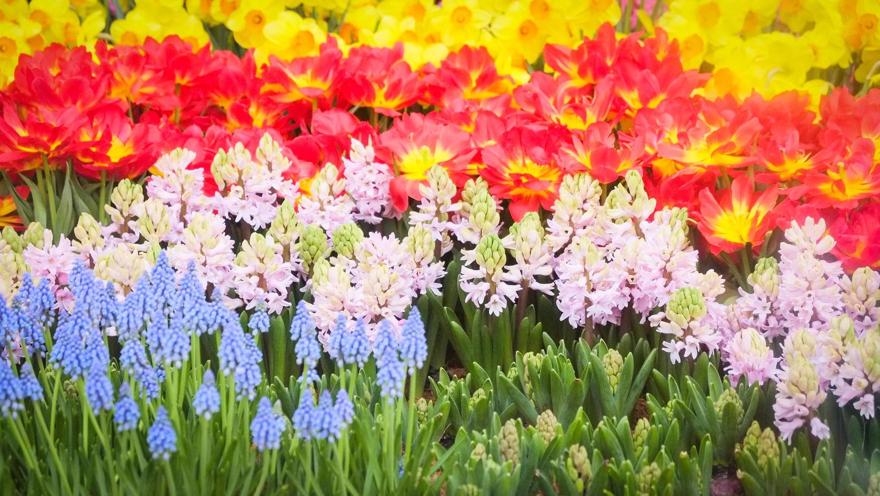 Décoration florale de tulipes colorées dans le jardin - beau champ de tulipes en fleurs fond floral de printemps photo