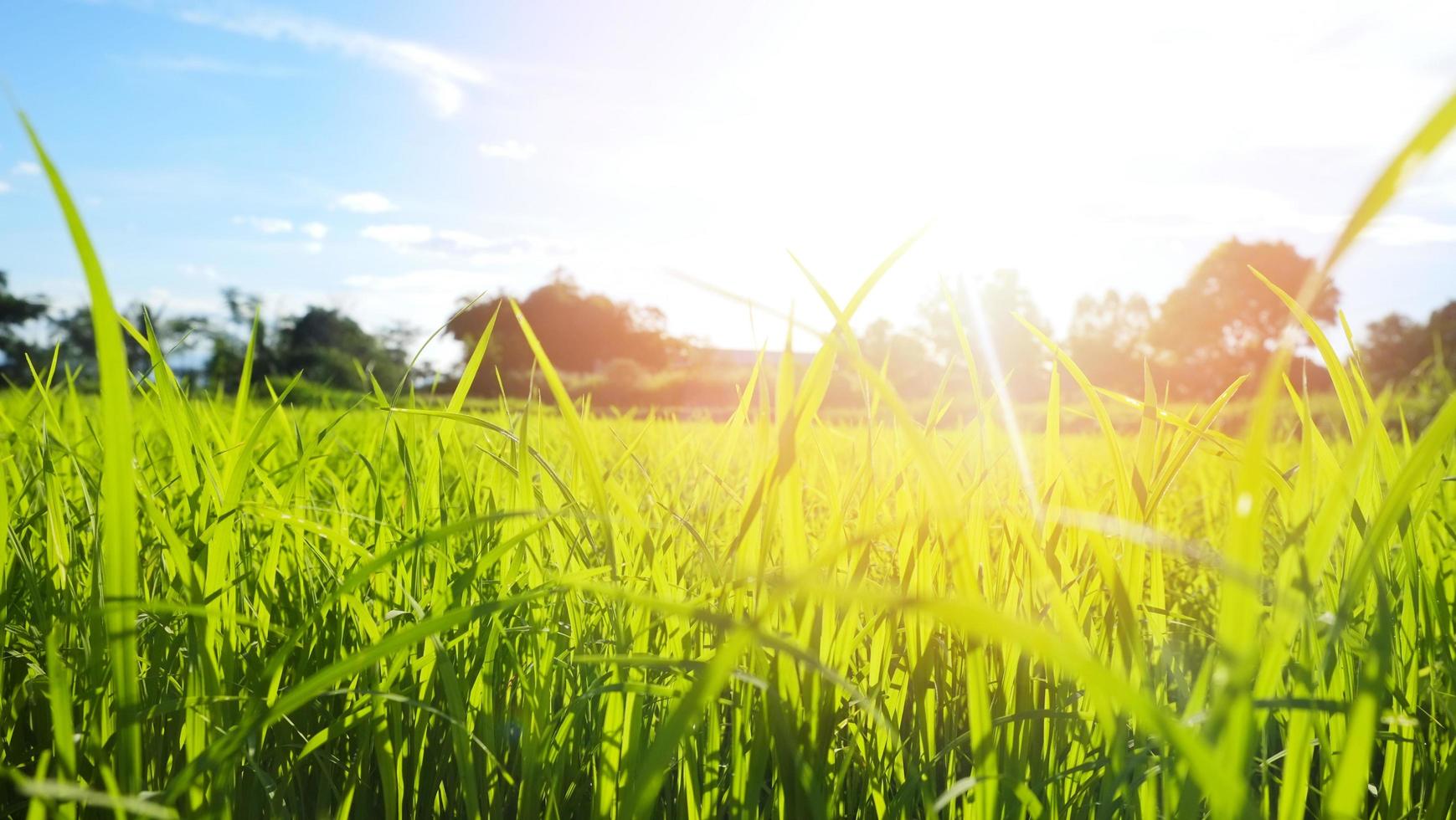 abstrait printemps ou été avec herbe fraîche coucher de soleil ou lever de soleil prairie avec arbre et ciel bleu de beau paysage de champs avec une journée lumineuse à l'aube photo