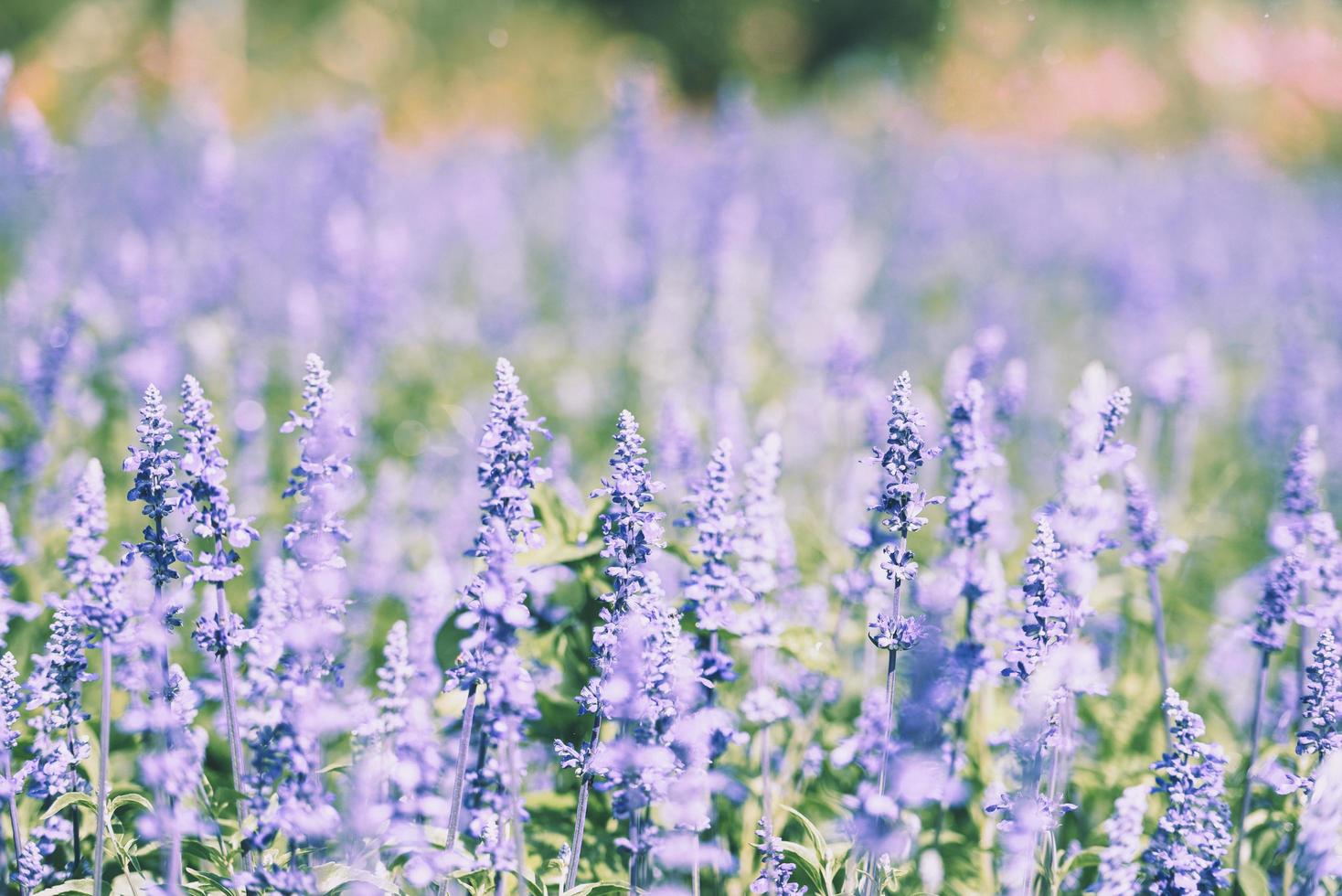 Champs de lavande en fleurs, fleur de salvia bleue qui fleurit dans le jardin de printemps - salvia farinacea photo