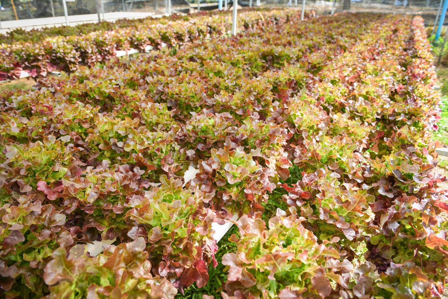 plantes à salade de ferme hydroponique sur l'eau sans sol agriculture dans la serre système hydroponique de légumes biologiques salade de laitue de chêne rouge jeune et fraîche photo