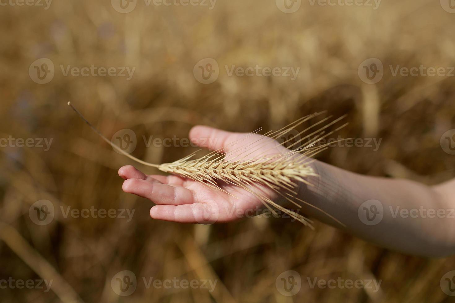 la main des enfants tient un épillet de blé sur le terrain, à la campagne. agriculture. riche récolte. photo horizontale. mise au point sélective