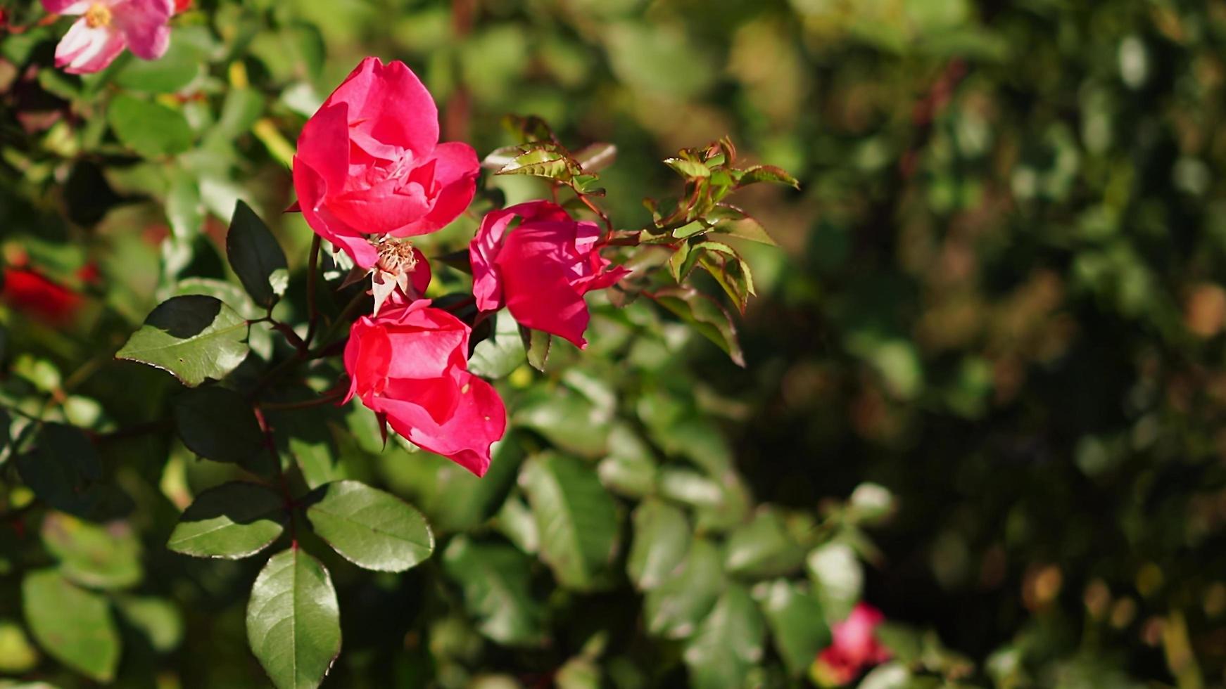 beau fond naturel de roses photo