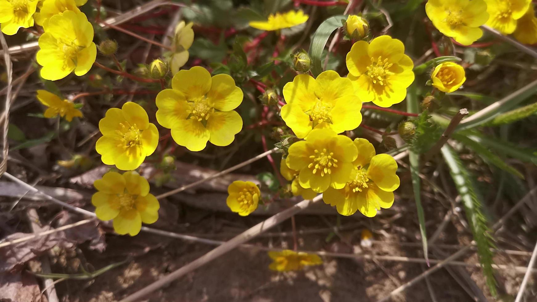 fond naturel avec des fleurs de renoncule jaune photo