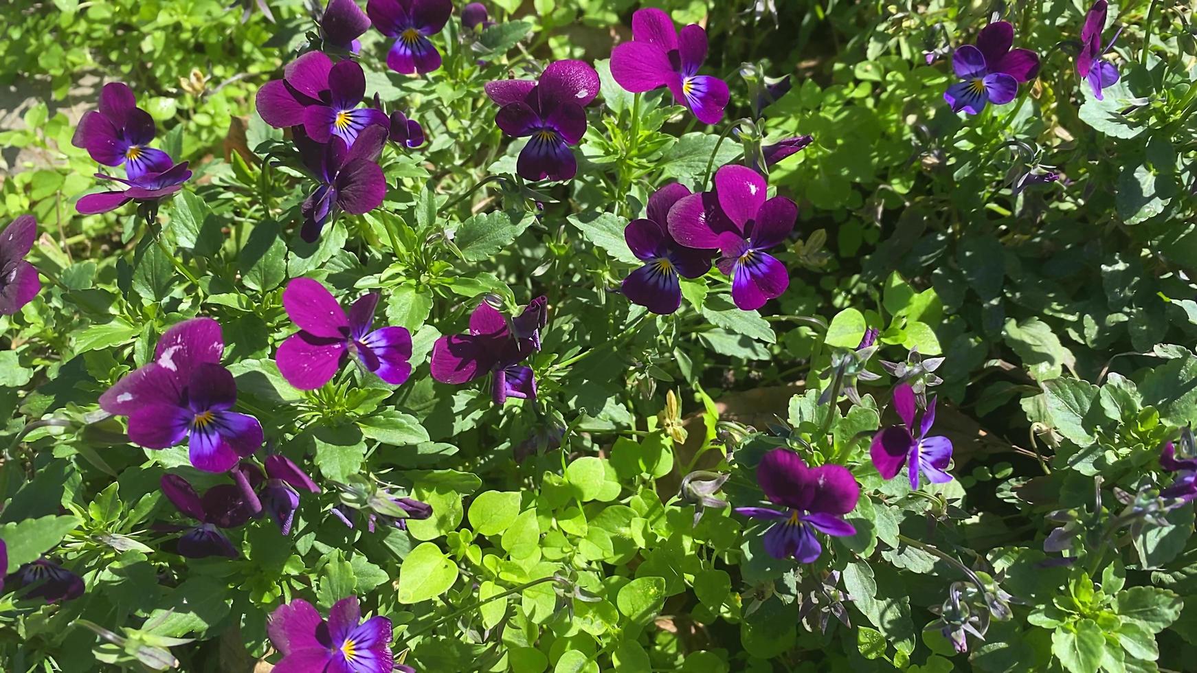 fond floral naturel avec des violettes violettes photo